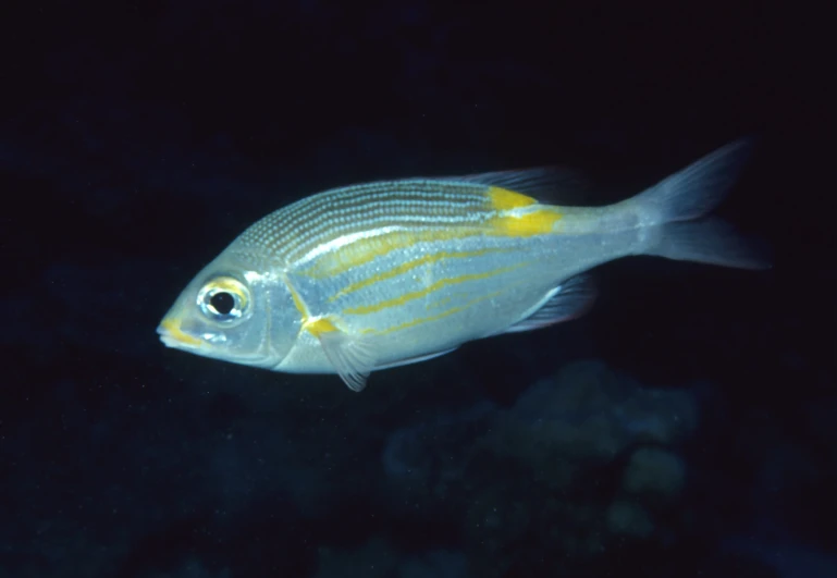 an underwater image of an tropical fish