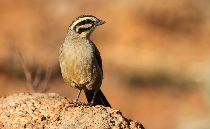 a bird standing on a rock in the wild