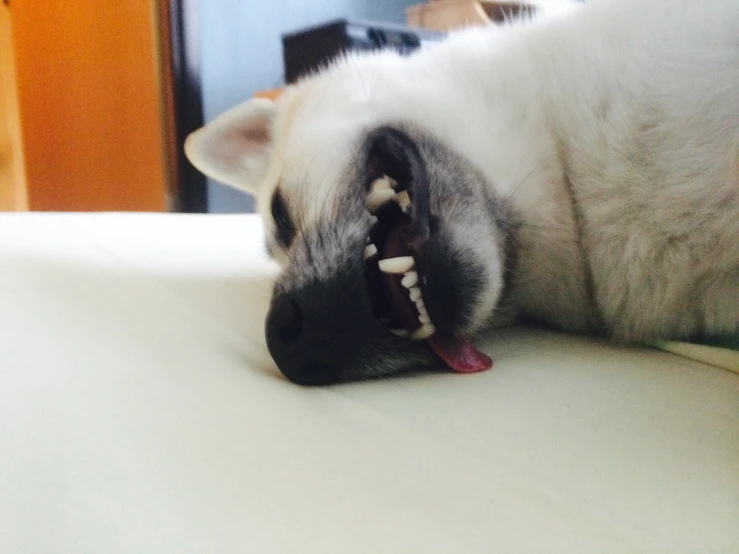 a cat lying on a bed and yawning