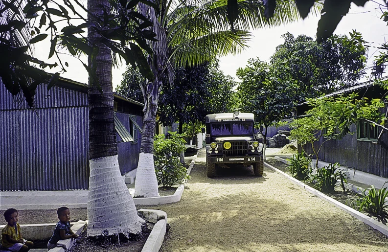 a bus drives down a narrow road lined by palm trees