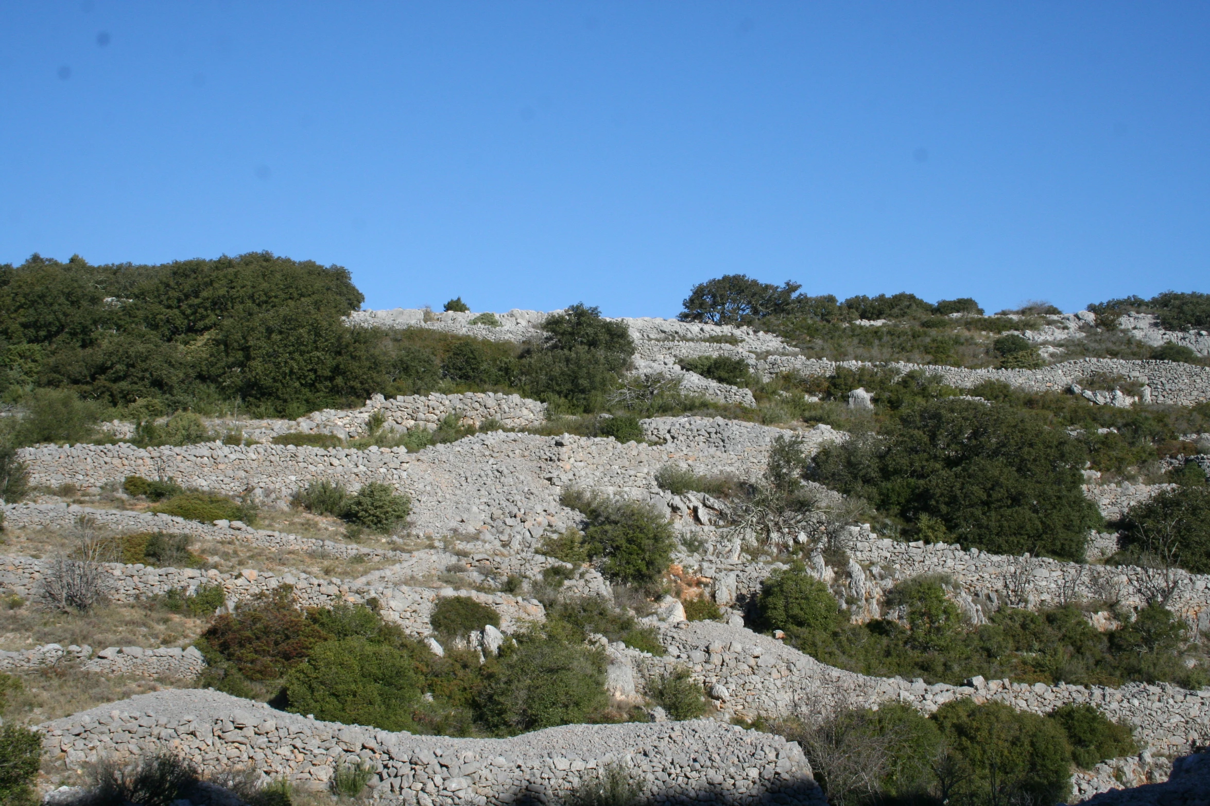 there are many rocks that grow on this mountain