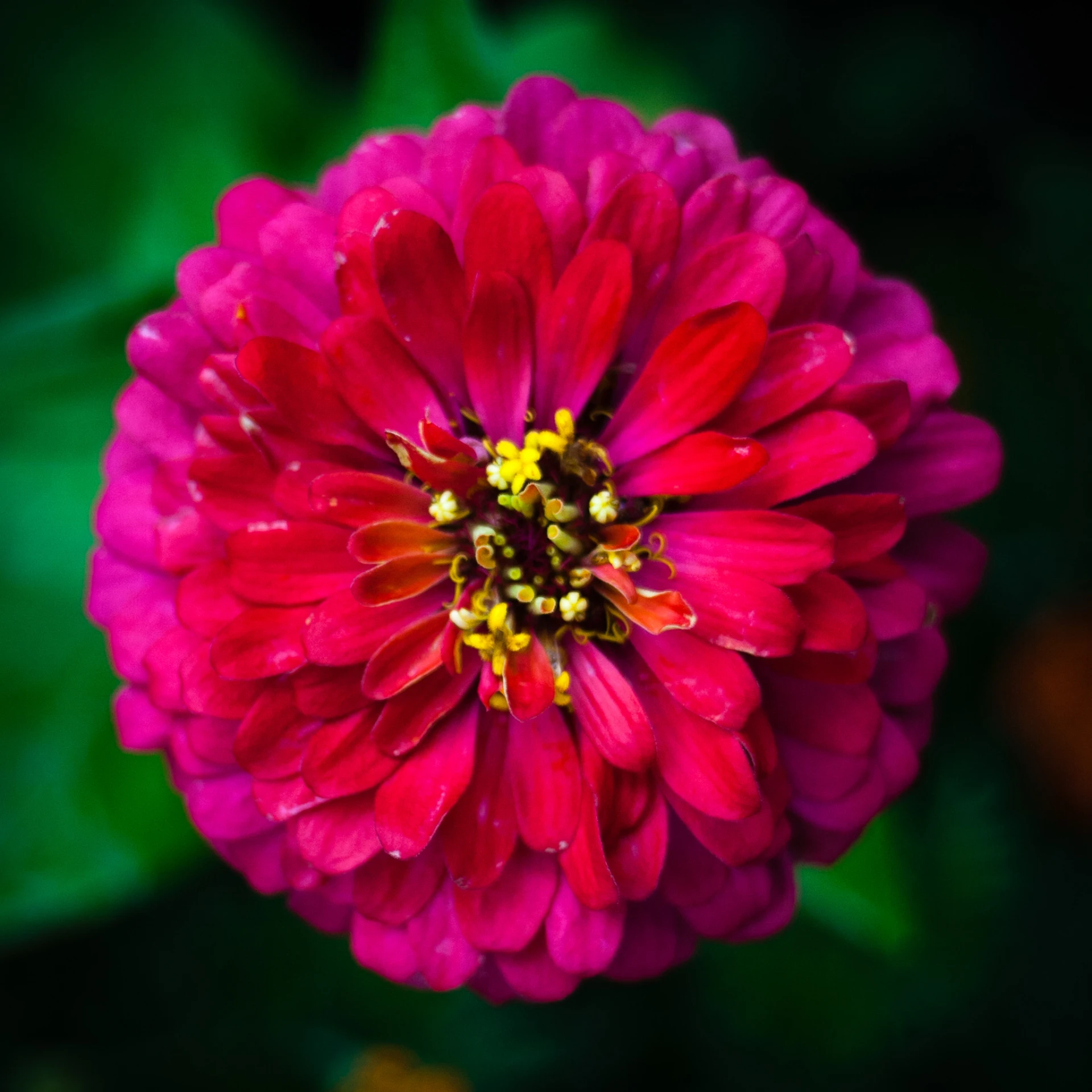 a pink flower that is very big