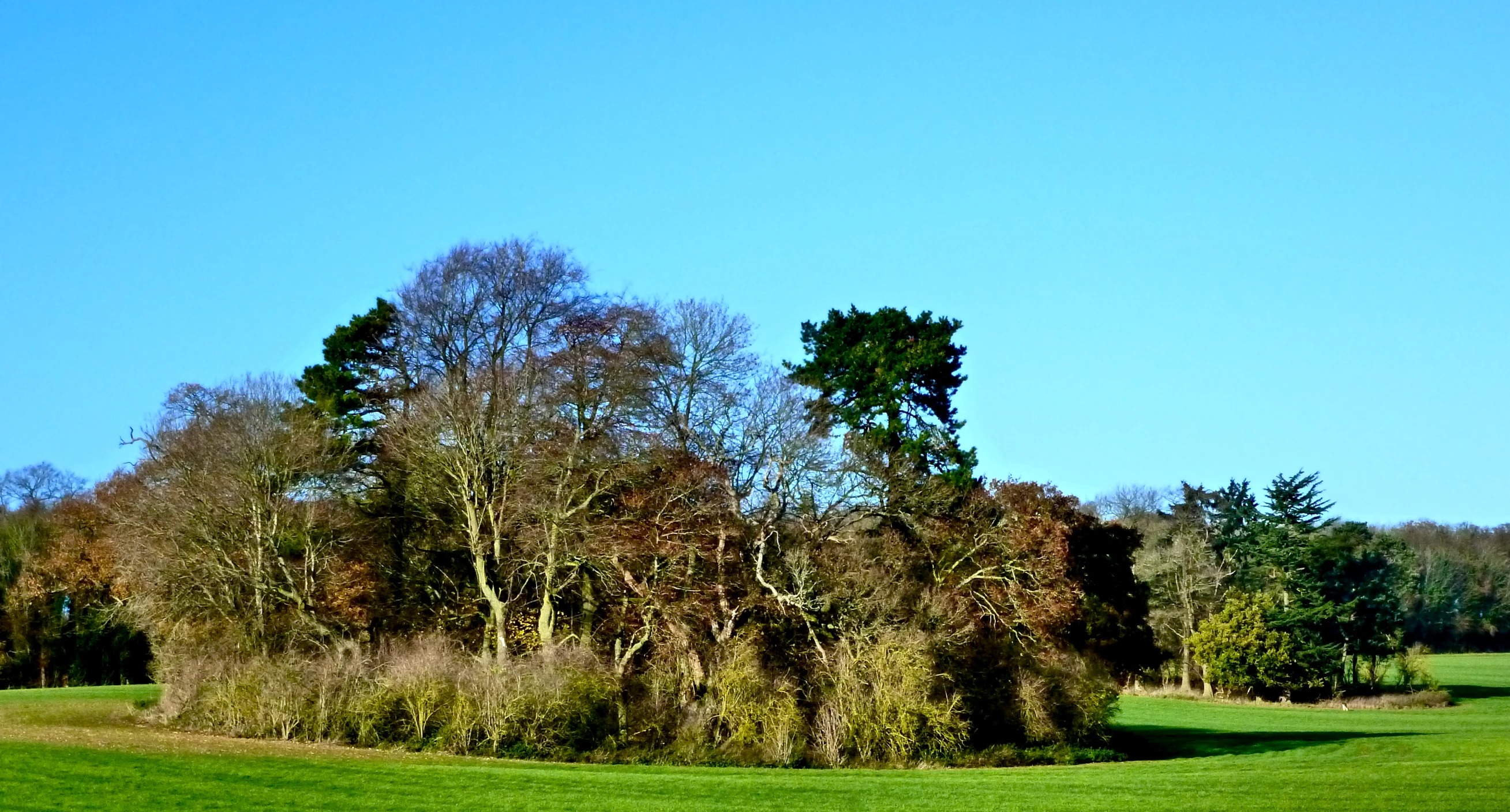 a big field full of green grass and trees