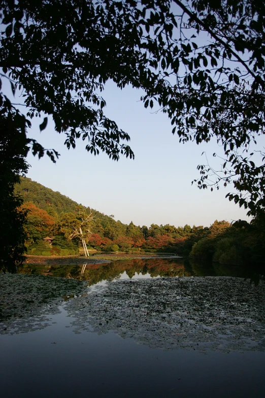 a view of water and trees with a hill behind it