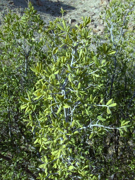 a green tree with little leaves on the nches
