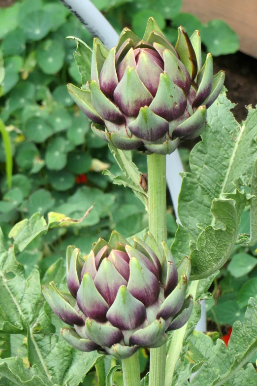 an artichoke plant grows in a field with leaves