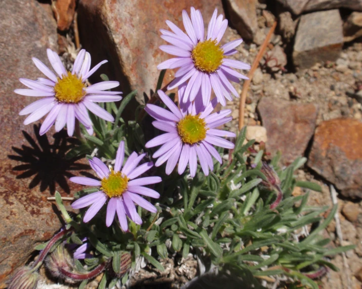 three purple flowers are standing in front of some rocks