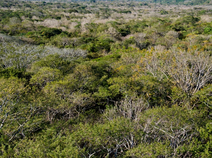 a field with lots of trees and hills