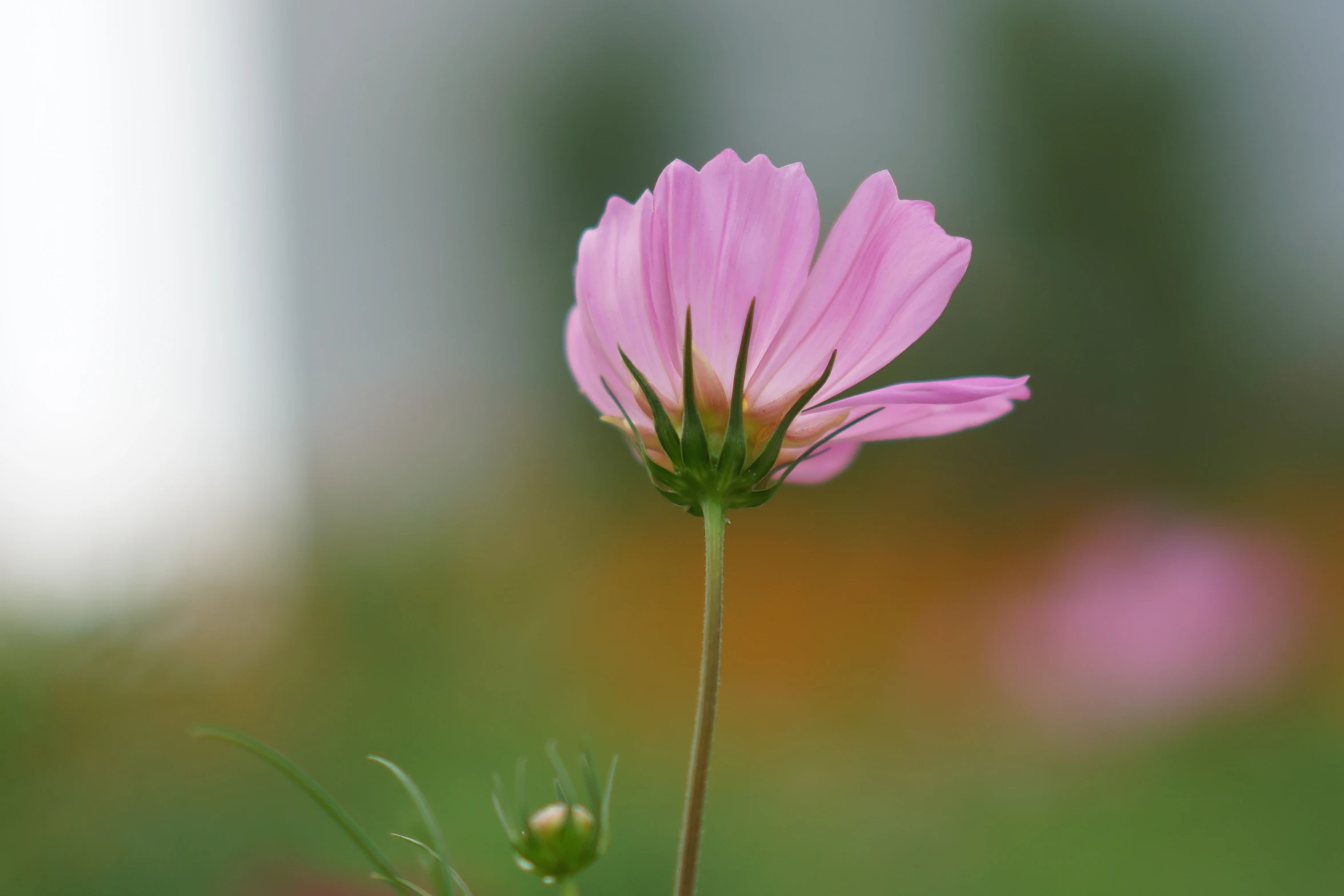 purple flower with stem in foreground on blurry background