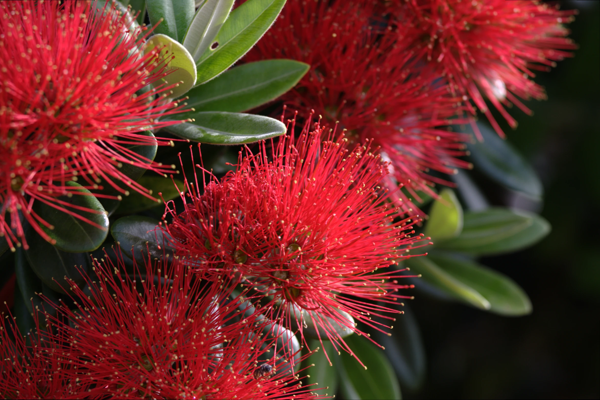 many red flowers are in bloom near some green leaves