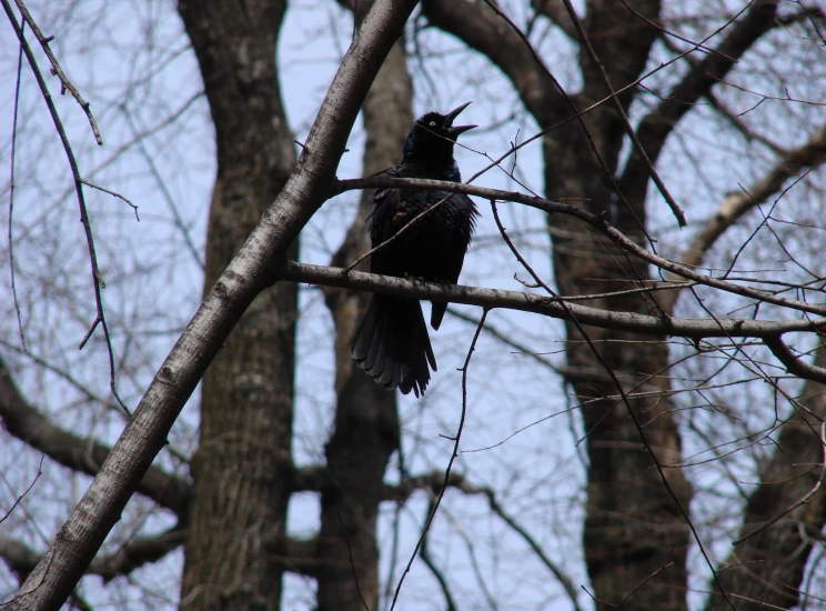 black bird sitting on a nch of a tree with no leaves