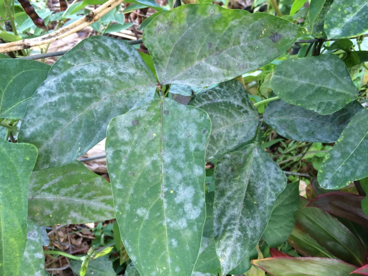 the plant with some green leaves in the background