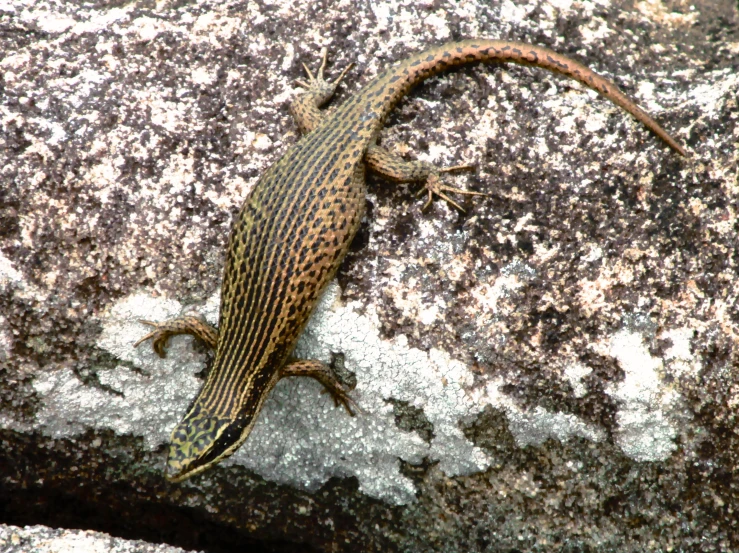 a lizard that is laying on top of a rock