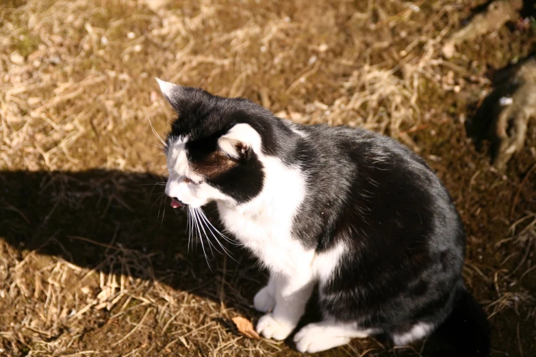 a close up of a cat sitting in the grass