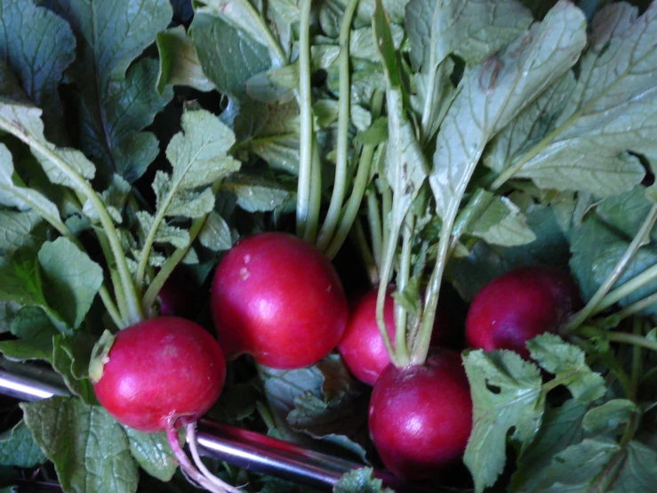 green plants growing in the ground and some red radishes