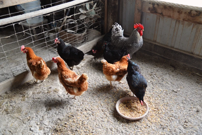 several chickens standing around a food bowl