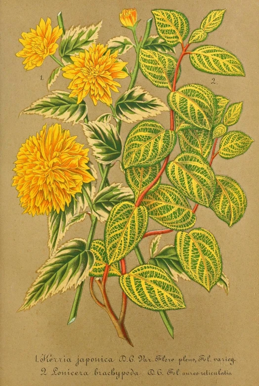 an antique book with a drawing of yellow flowers