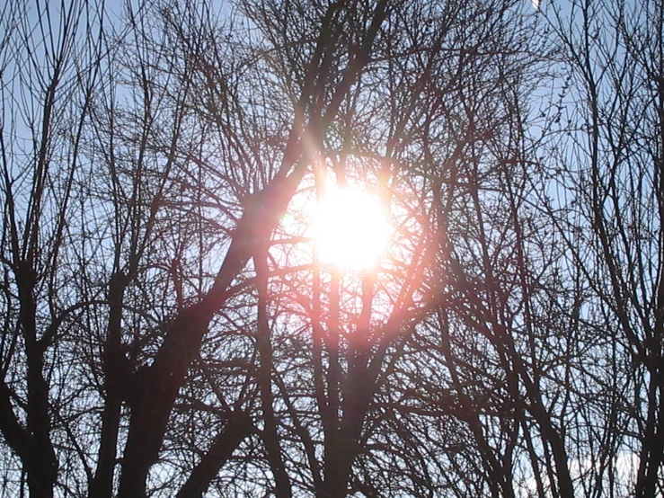 sun through the nches of trees with no leaves