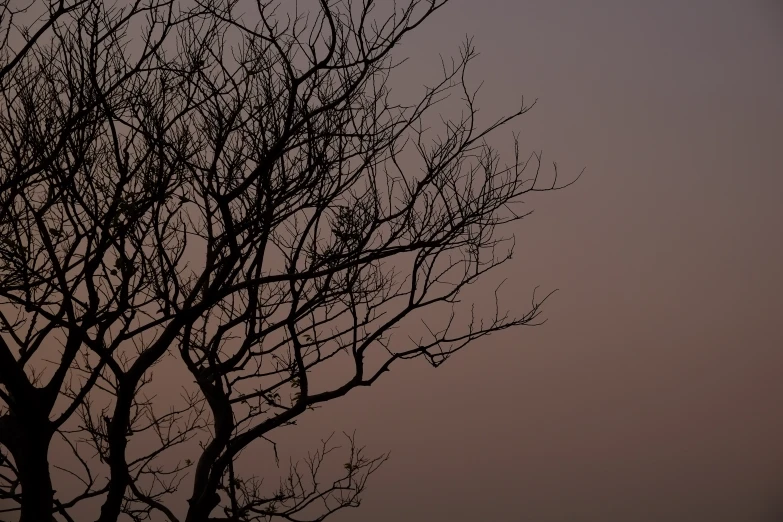 a black tree is sitting against the light grey sky