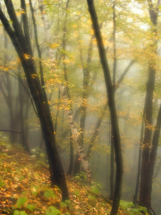 the fall foliage has yellow and red leaves