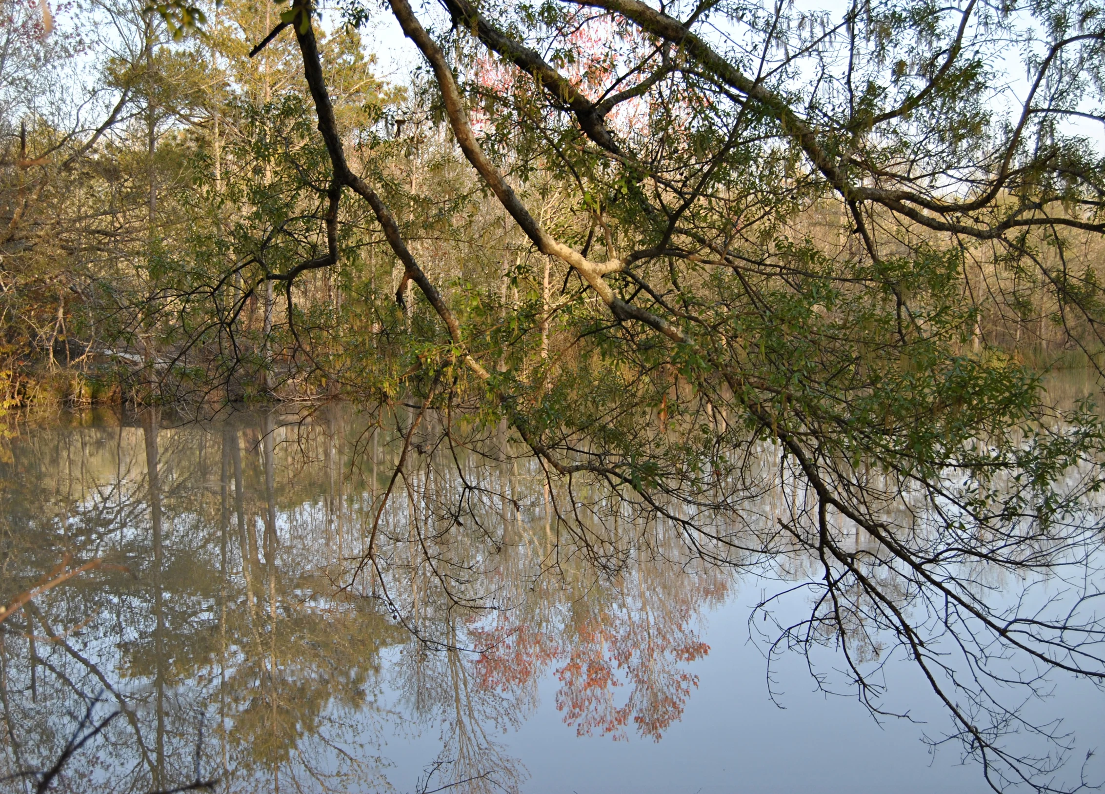 water in a river near the shore in autumn