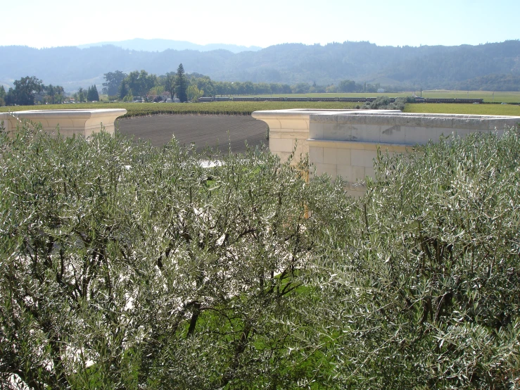 there are large blocks of cement near some bushes