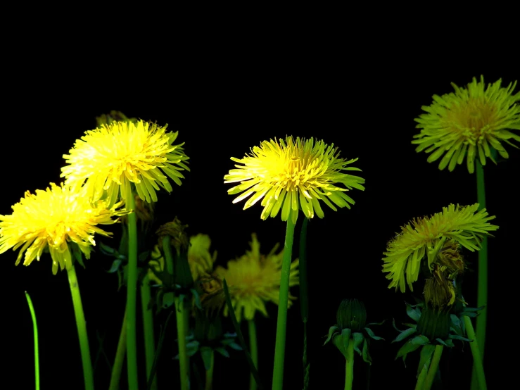 a couple of big yellow flowers near one another