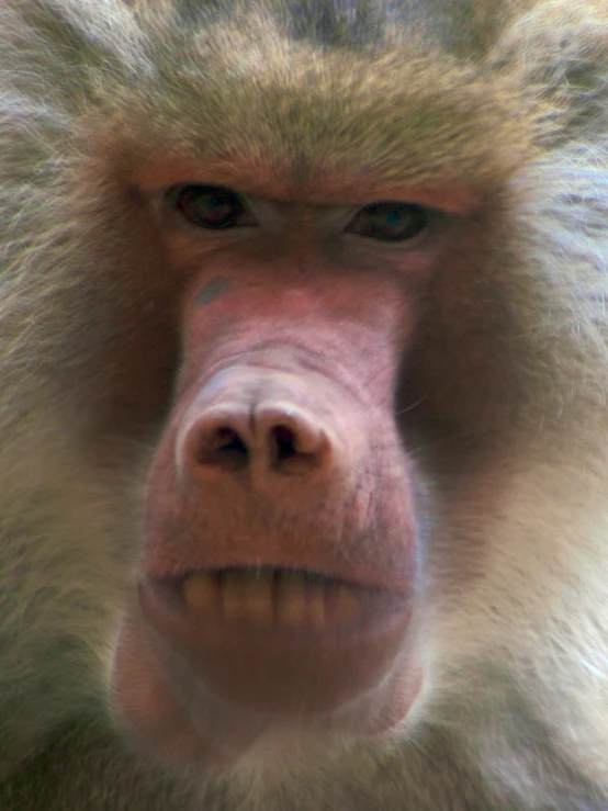 a monkey with its head turned to the camera