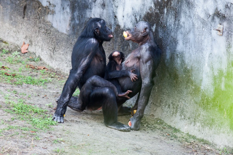 the two monkeys are fighting near the wall