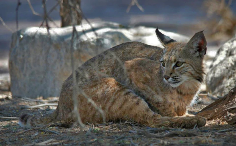 the wild cat is relaxing under the shade