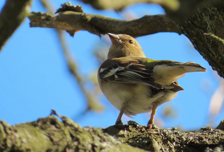 this is a bird sitting on the nch of a tree