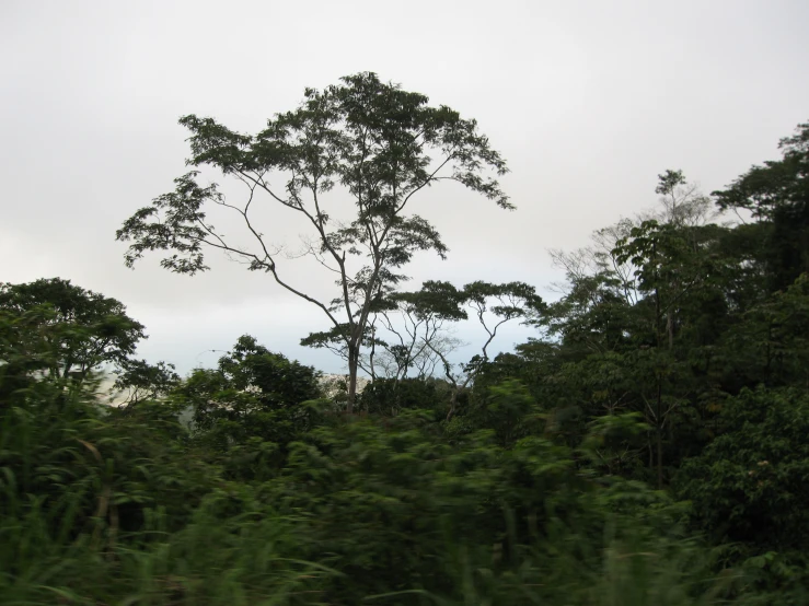 a view of trees from a train window, with some clouds in the sky