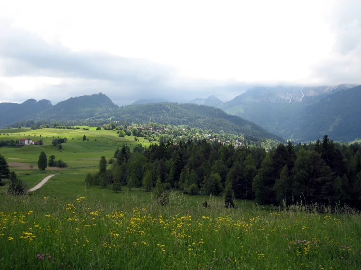 a lush green field with a road and trees next to it