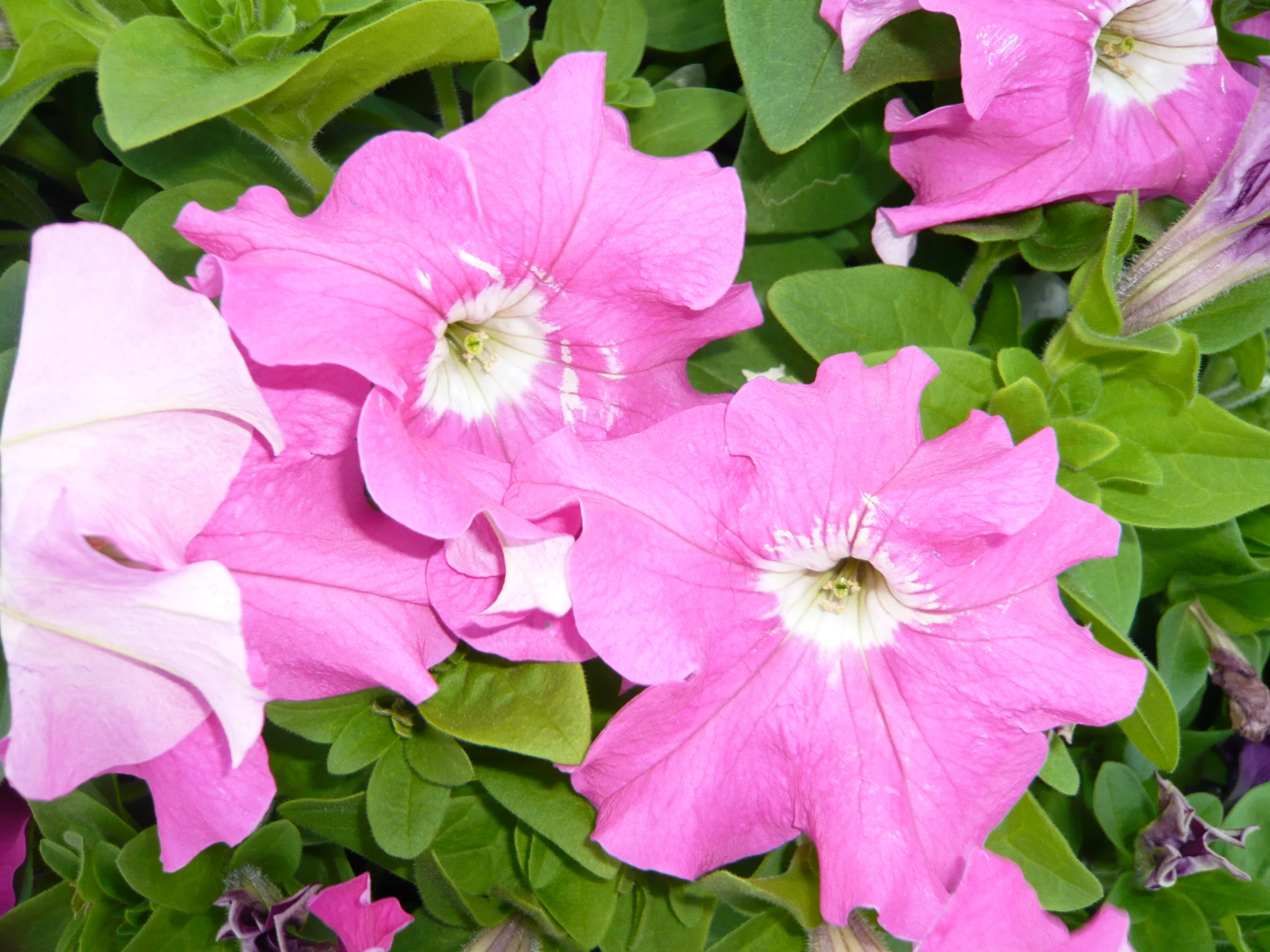 purple flowers are growing together among green leaves