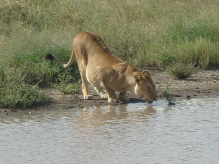 lion standing at the edge of a river drinking water