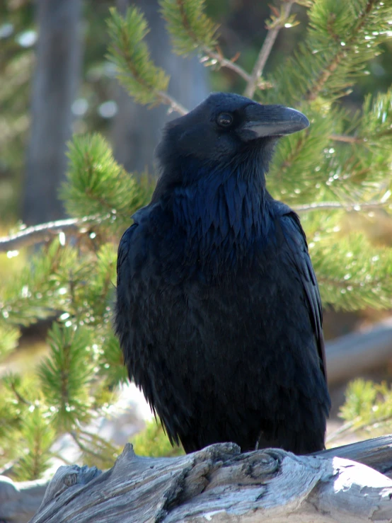 a black bird sitting on top of a tree nch