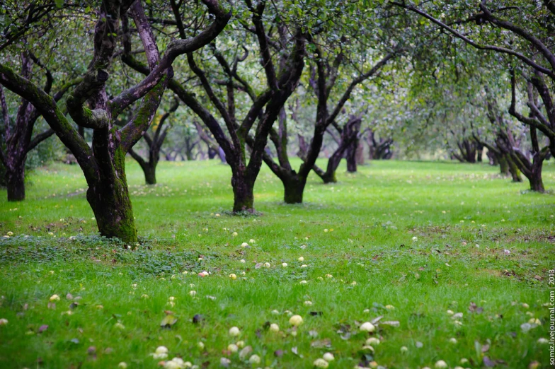 a field that has some trees in it