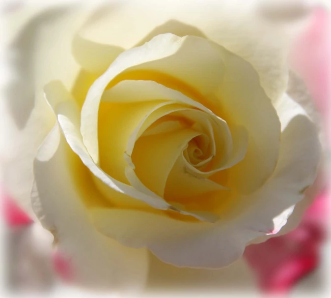 a close up po of a yellow and white rose