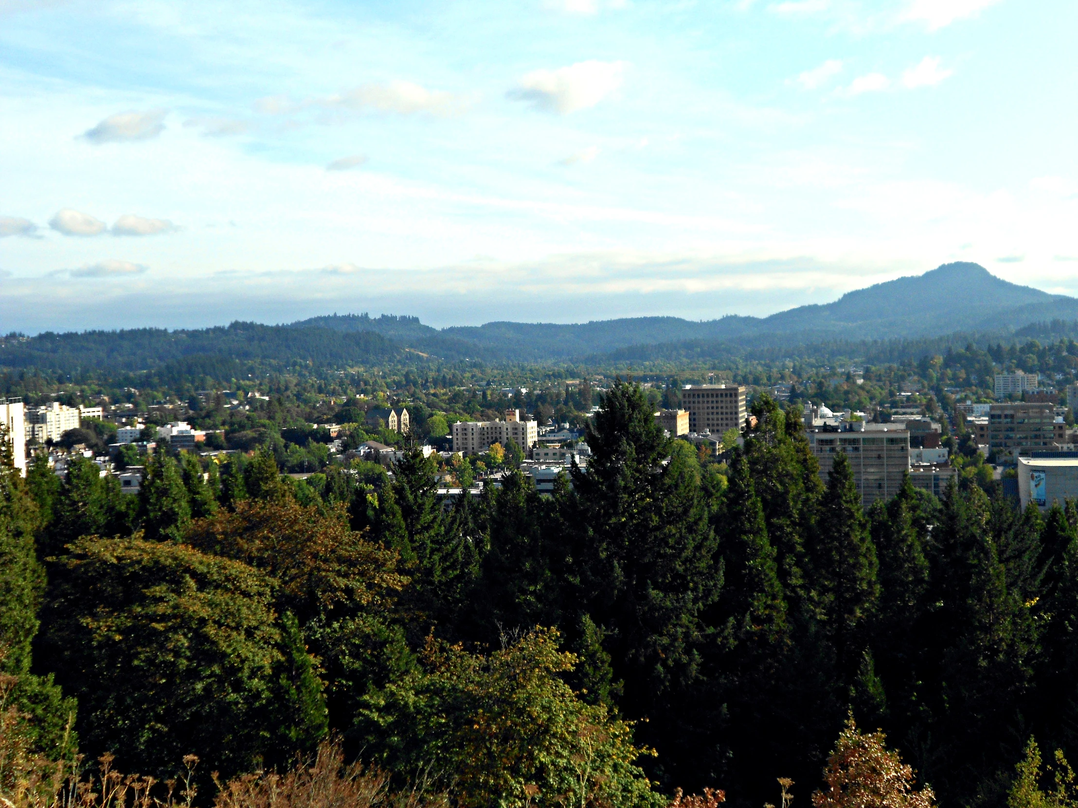 the city of a city with tall trees is seen