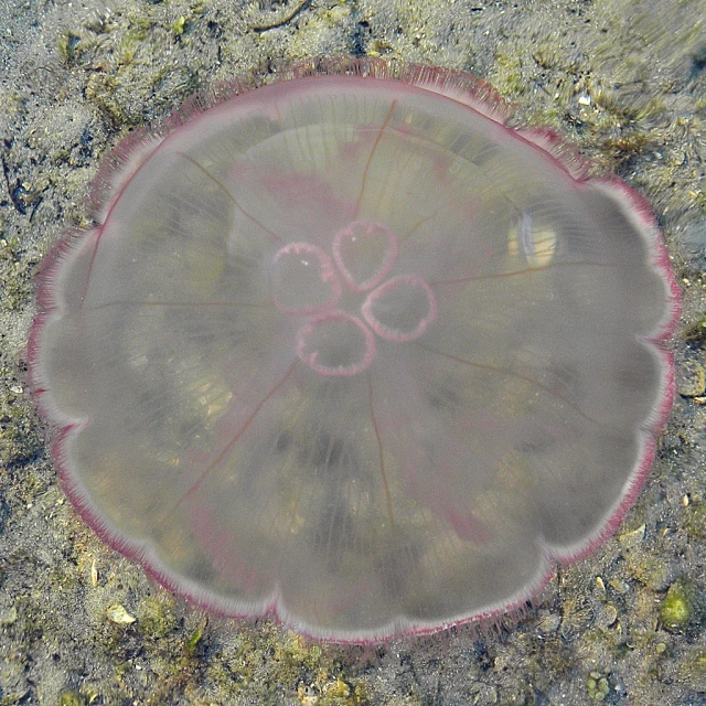 the underwater po shows a jellyfish in shallow water