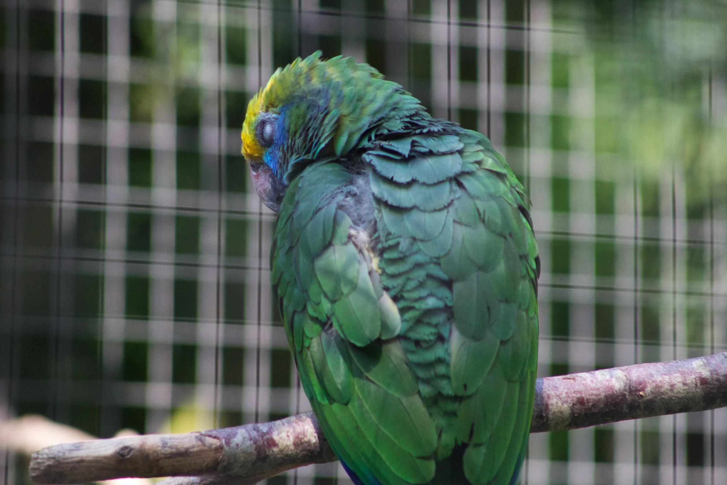 green bird with yellow head sitting on a wooden limb