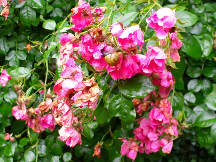 the bright pink flowers have green leaves