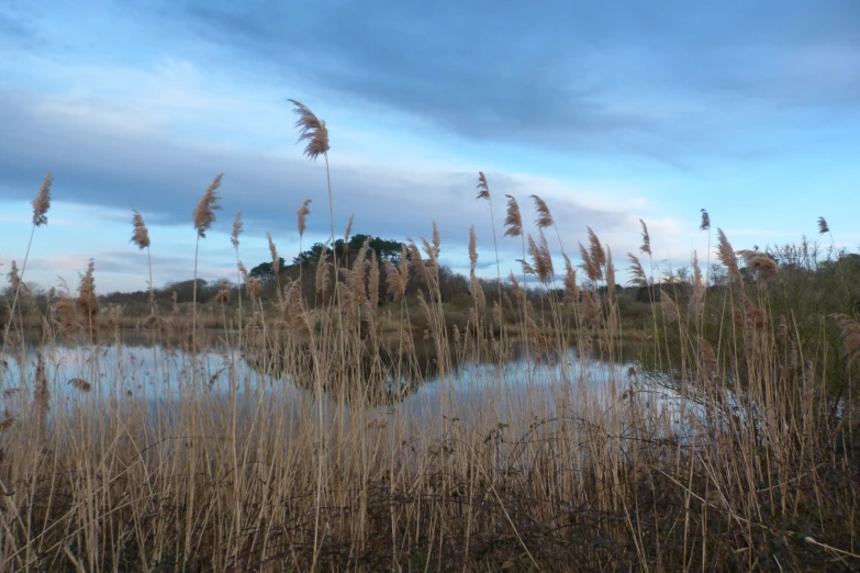 a body of water surrounded by tall grass