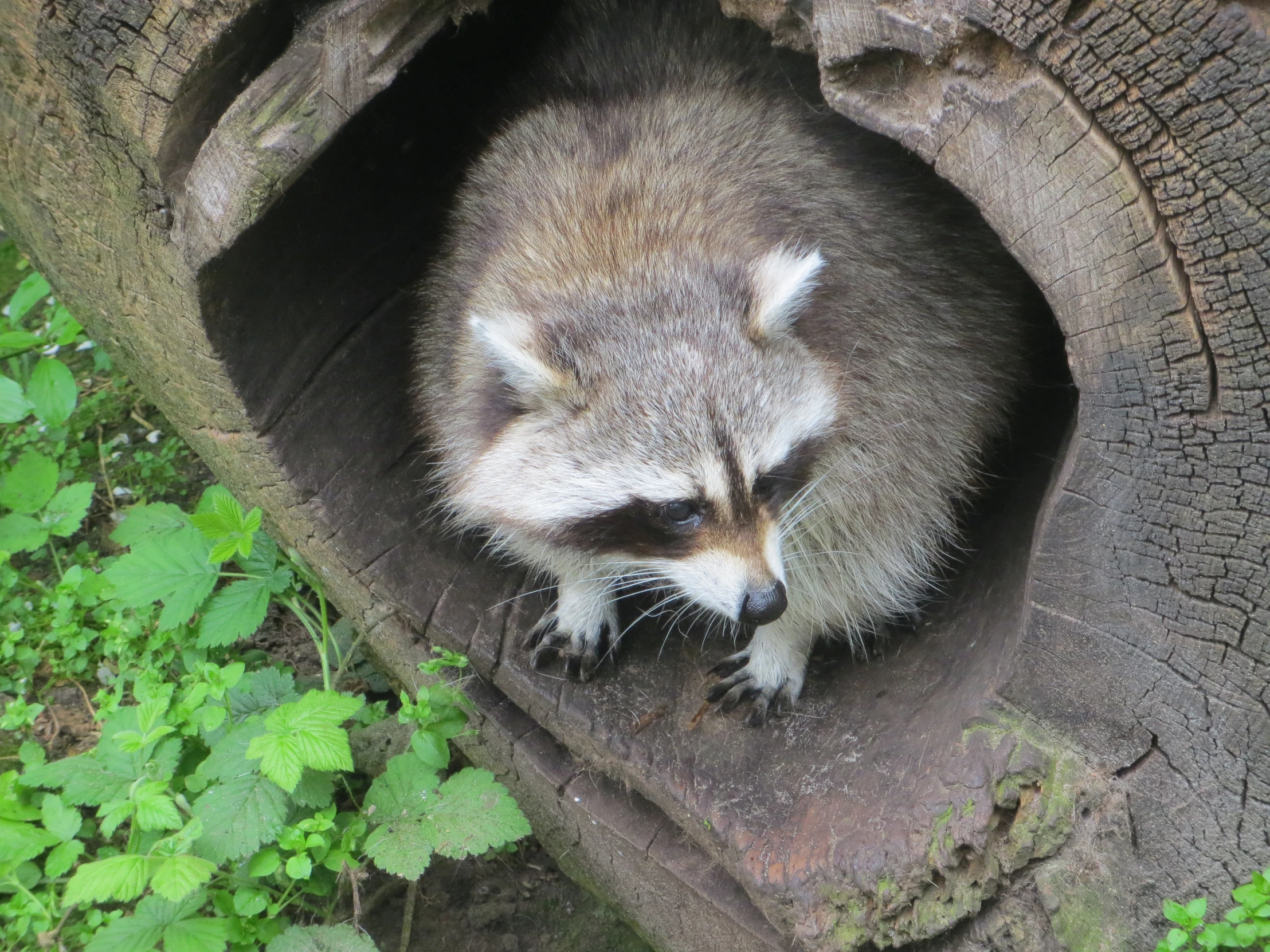 a rac in a tree that is very close to the ground