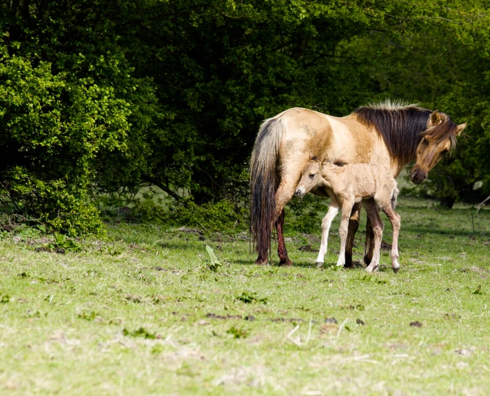 two horses stand together in a green field