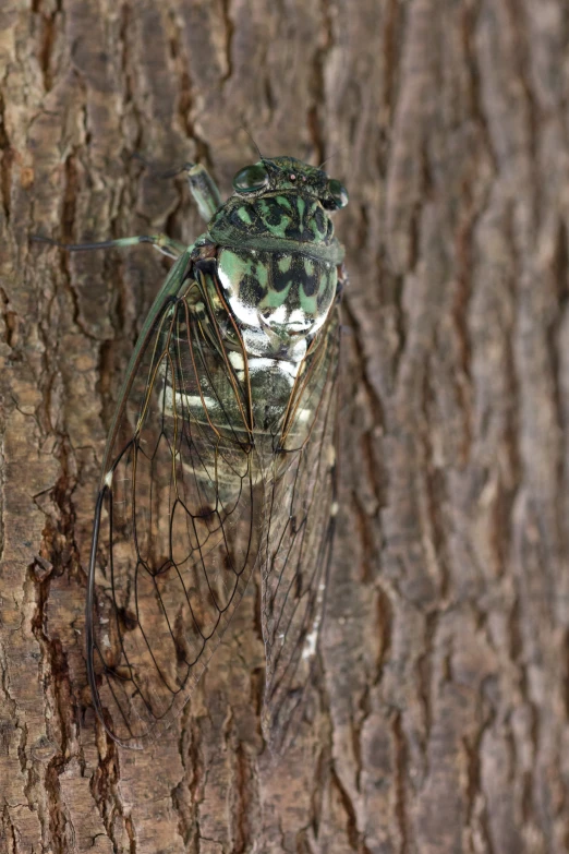 a bug is attached to a tree nch