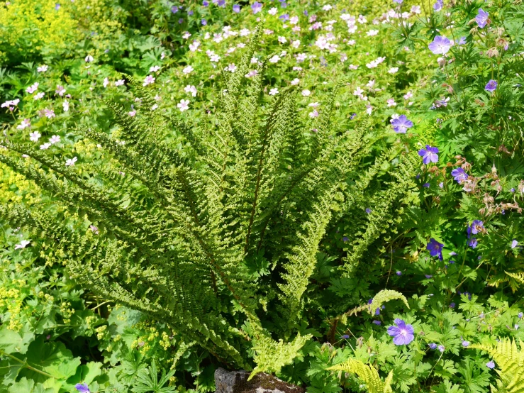 a flowery plant and other shrubbery are growing in a garden