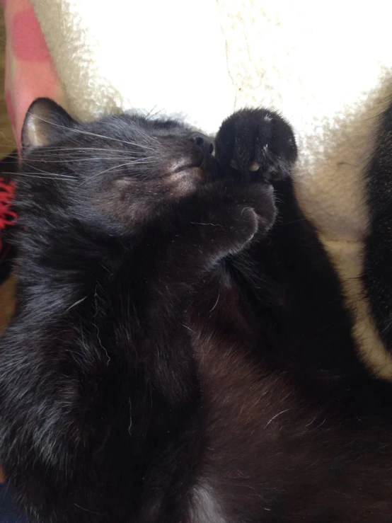 a black cat licking a white object on its paw