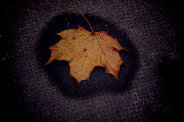 the dry leaf lays on the surface with some water