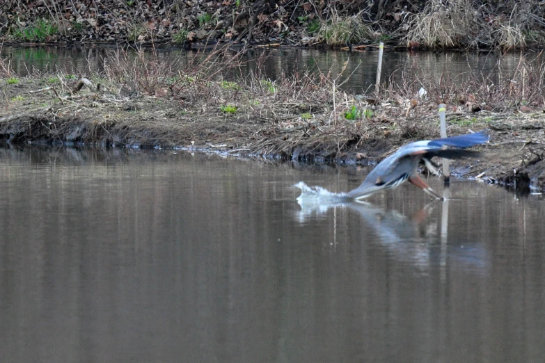 a bird flying over the water, with its reflection on it